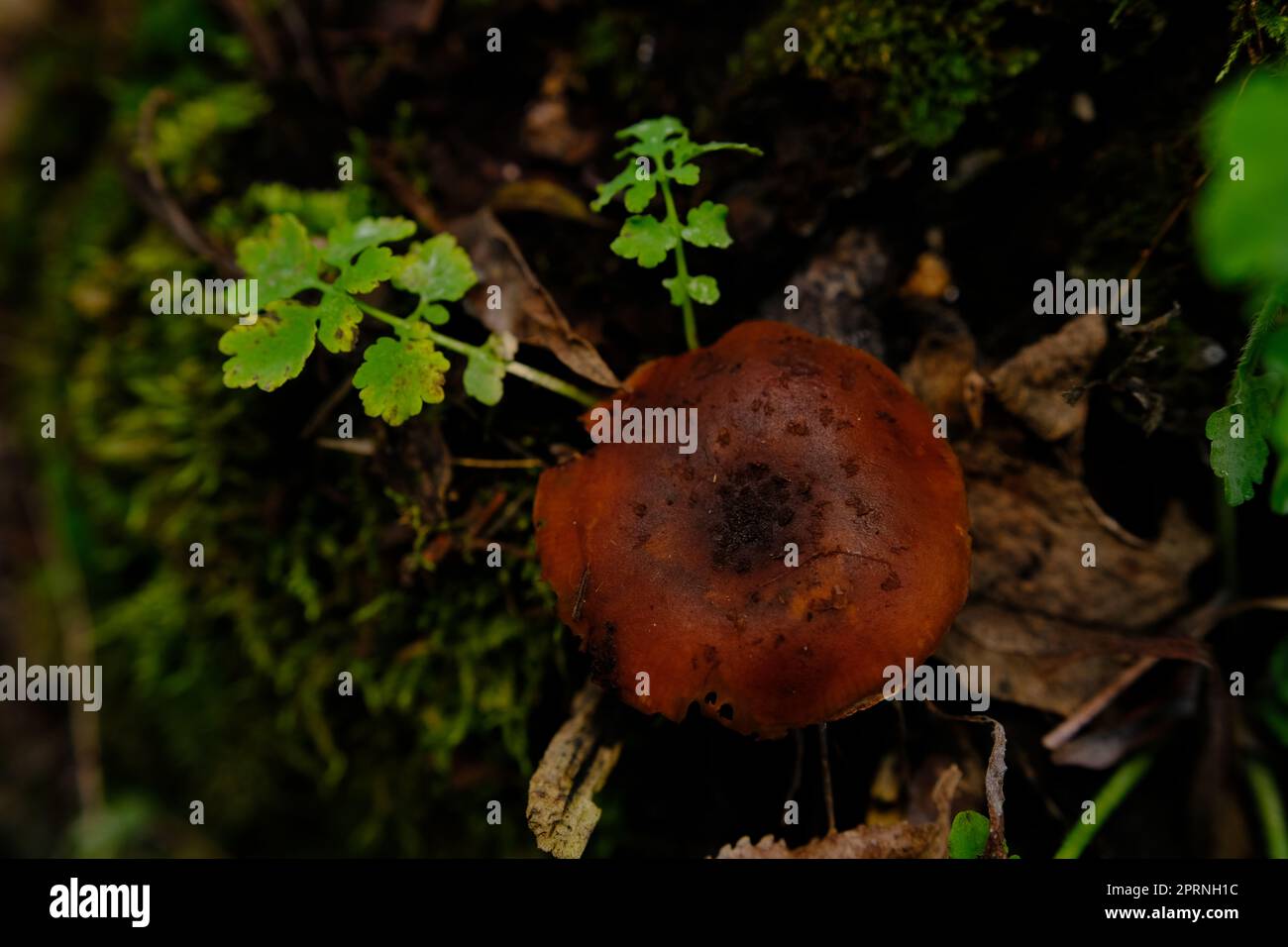deadly webcap Cortinarius rubellus poisonous mushroom in forest. Stock Photo