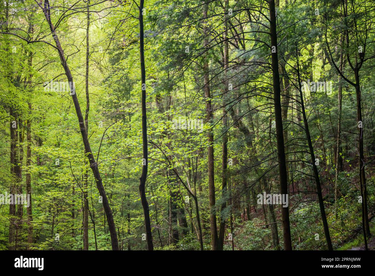 Big South Fork National River and Recreation Area in Kentucky Stock