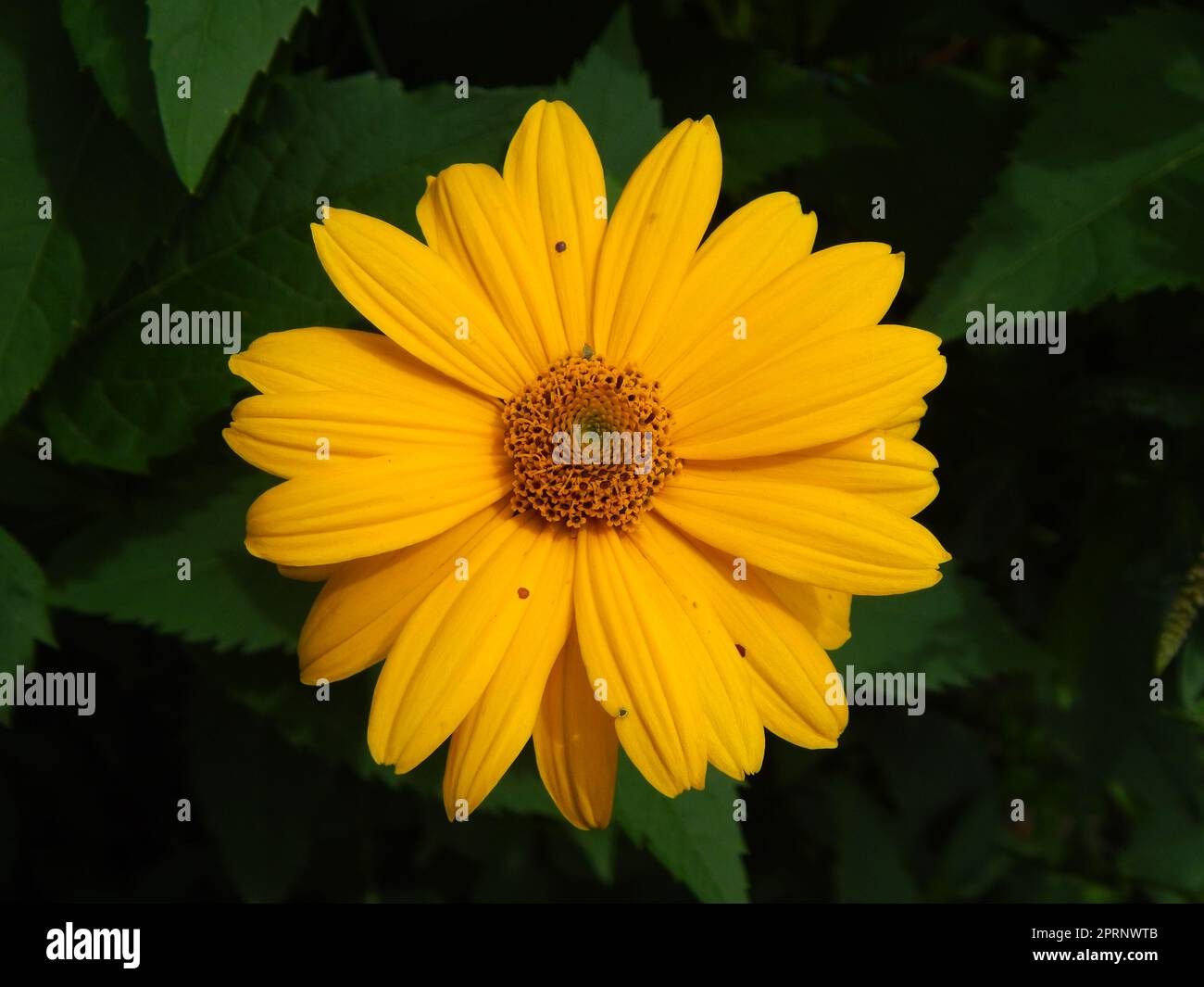 Plants and flowers in the garden and the garden Stock Photo - Alamy