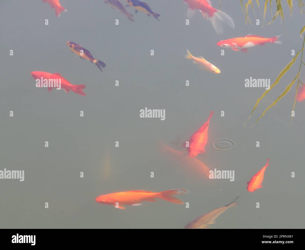 Fish swim in the water tank flock Stock Photo Alamy