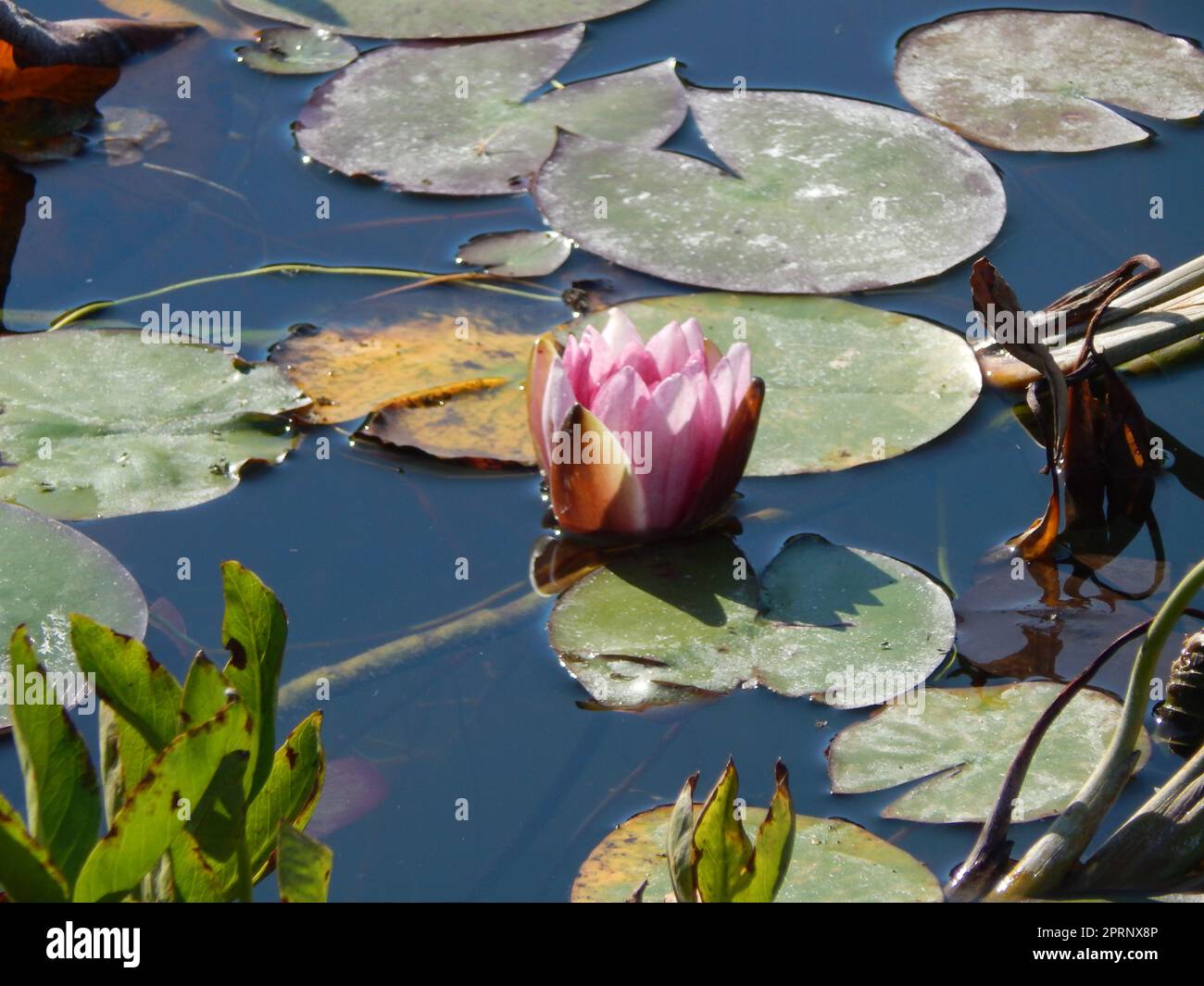 Flowers in the garden and close-up for background Stock Photo - Alamy