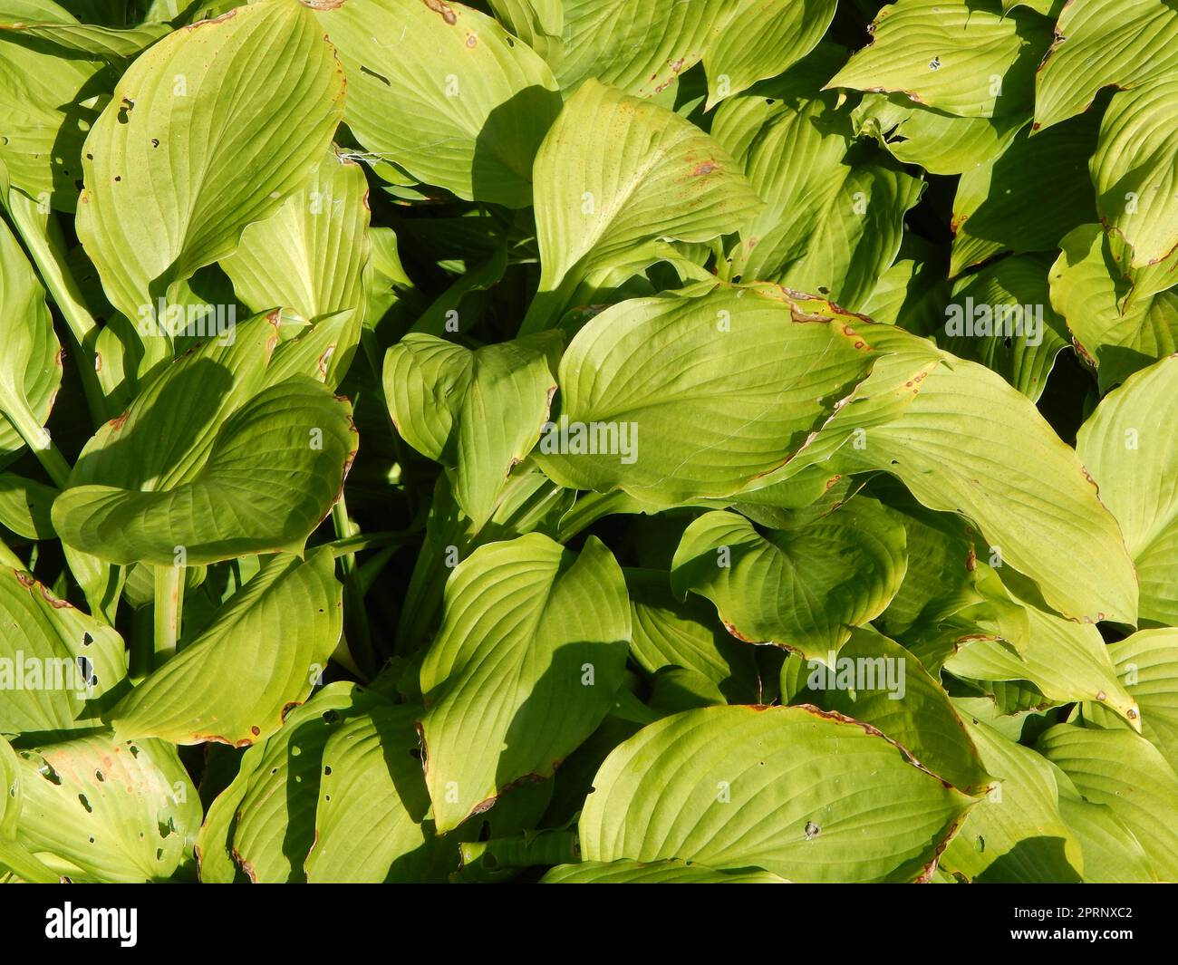 Green background and the landscape in the park Stock Photo - Alamy
