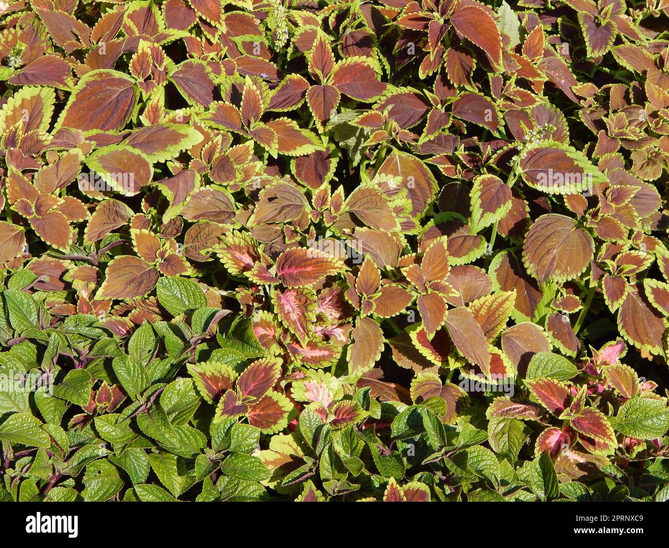 Green background and the landscape in the park Stock Photo - Alamy