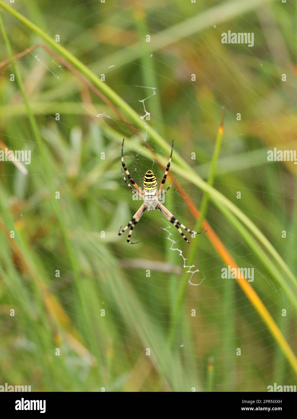 A wasp spider in a large web on a background of green grass on a sunny day. Argiope bruennichi. Stock Photo