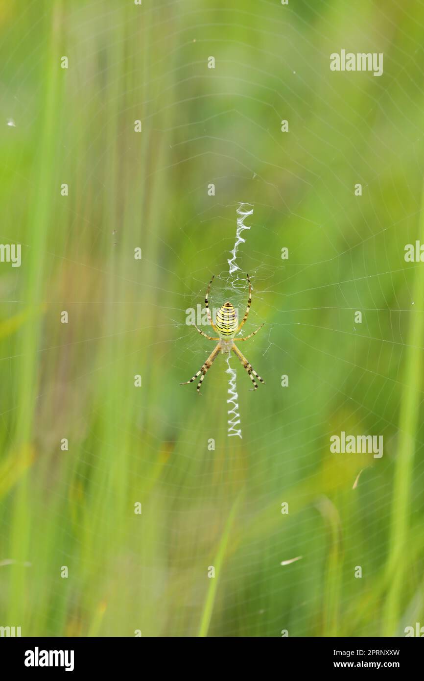 A wasp spider in a large web on a background of green grass on a sunny day. Argiope bruennichi. Stock Photo