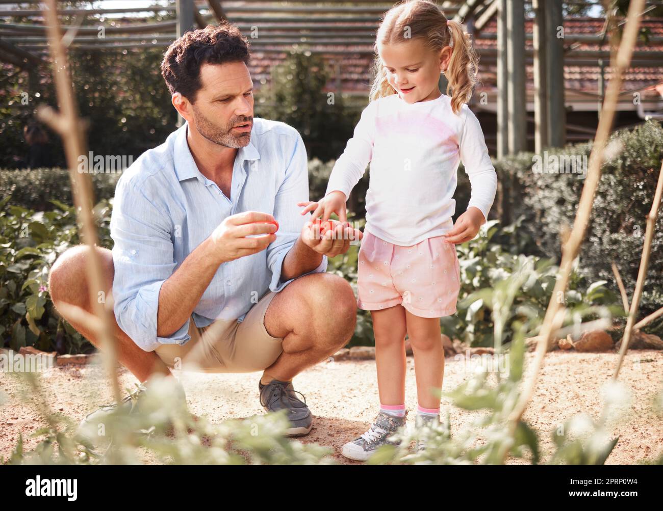 Family, tomato garden or girl with father in learning or child education for food growth, sustainability or environment agriculture. Smile, happy or bonding kid with man farming vegetable for harvest Stock Photo