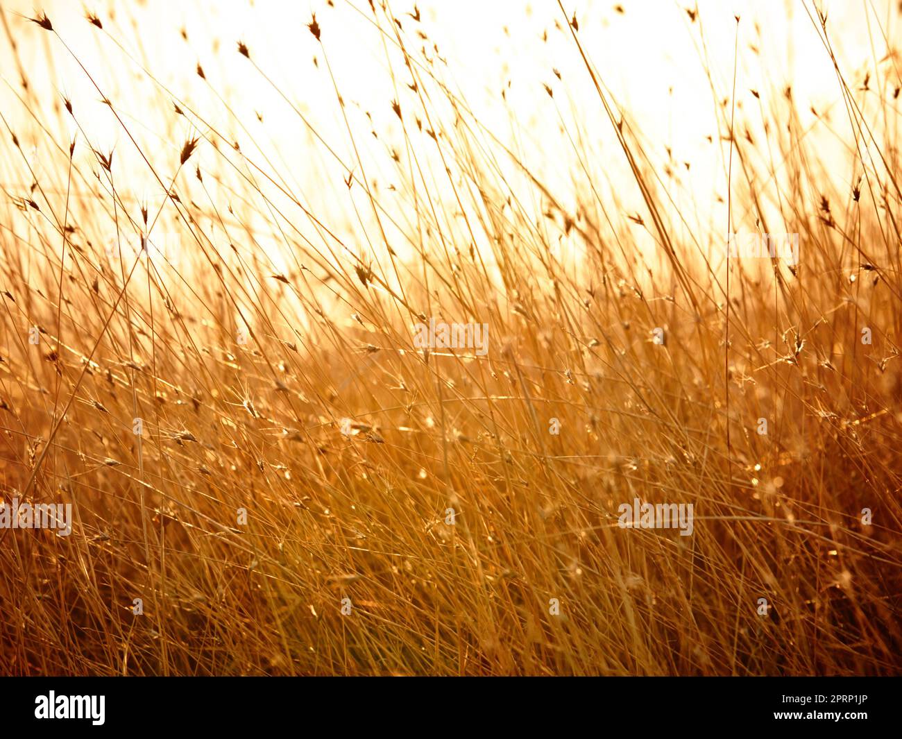 Wheat field texture or grass and sunshine with retro color for nature or landscape background. Corn field textures and orange plant growth near the countryside with wind, sunrise or sunset Stock Photo