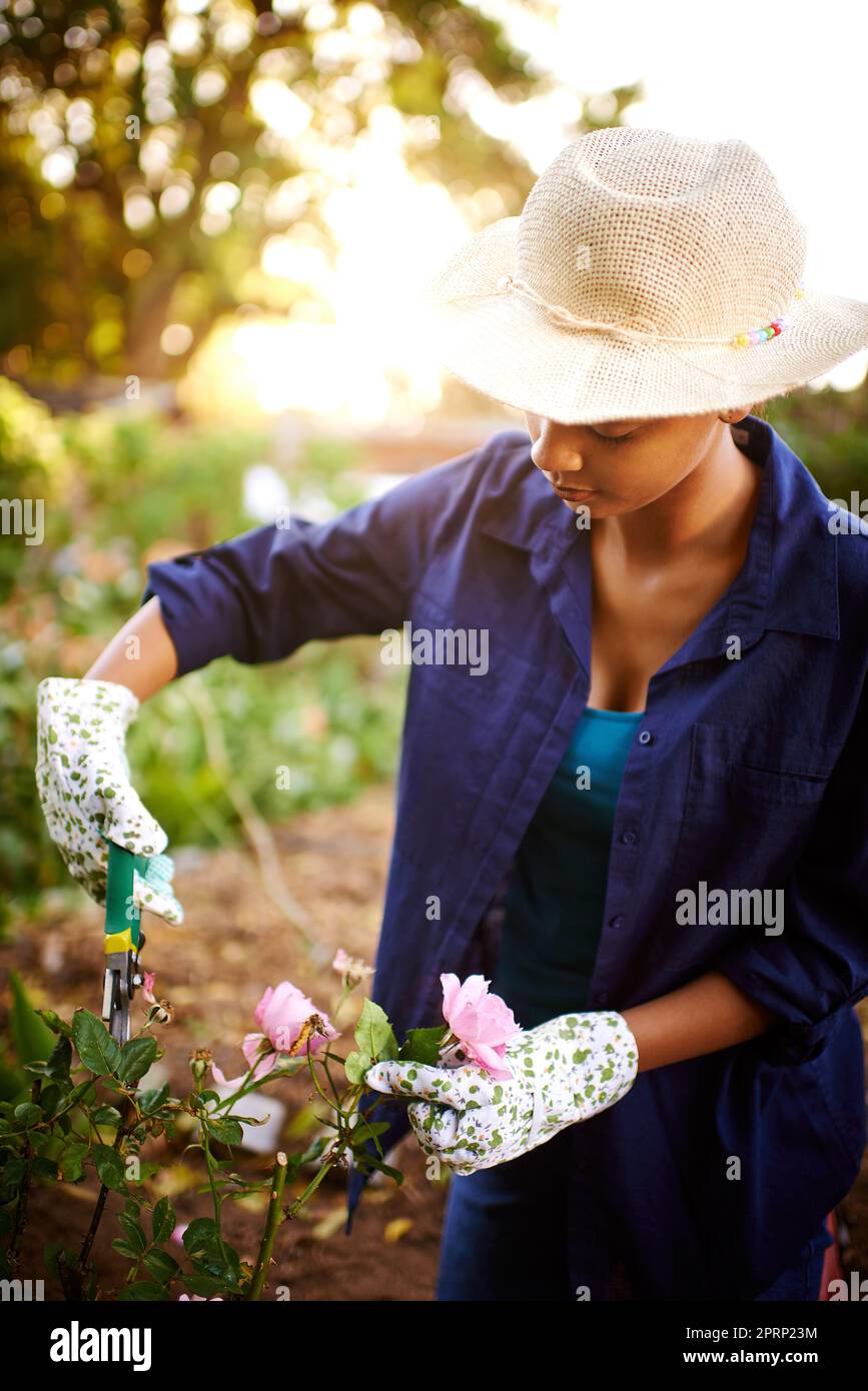 Careful pruning keeps her garden beautiful. a young woman trimming the roses in her garden. Stock Photo