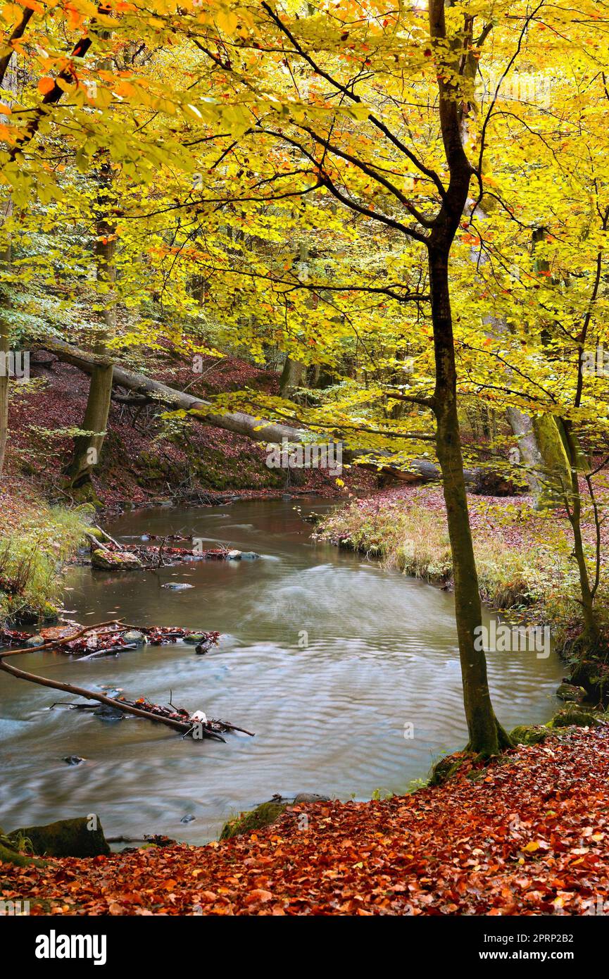 The beauty of autumn. Forest and landscape in the colors of autumn. Stock Photo