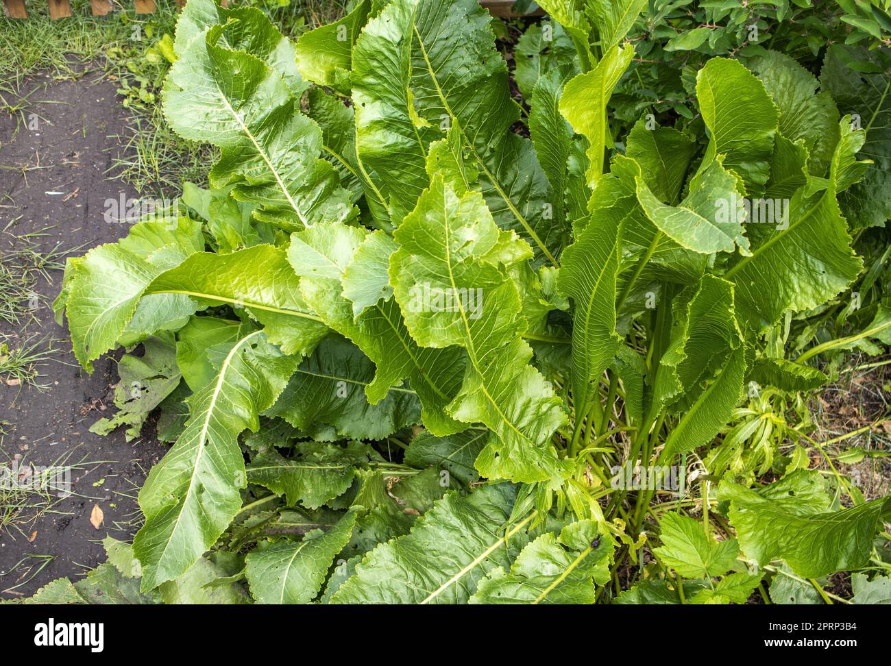 Armoration hires stock photography and images Alamy