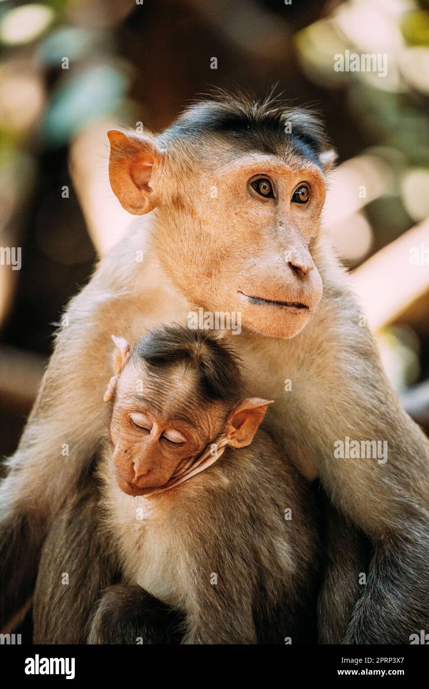 Goa, India. Bonnet Macaque - Macaca Radiata Or Zati With Newborn Sitting On Ground. Monkey With Infant Baby. Close Up Portrait Stock Photo