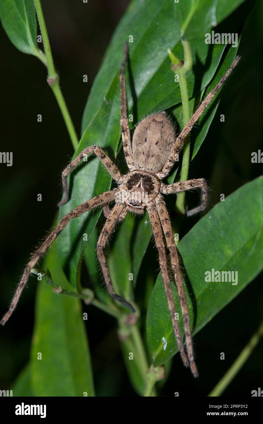 Brown Huntsman Spider, Heteropoda sp, on leaves, Klungkung, Bali, Indonesia Stock Photo
