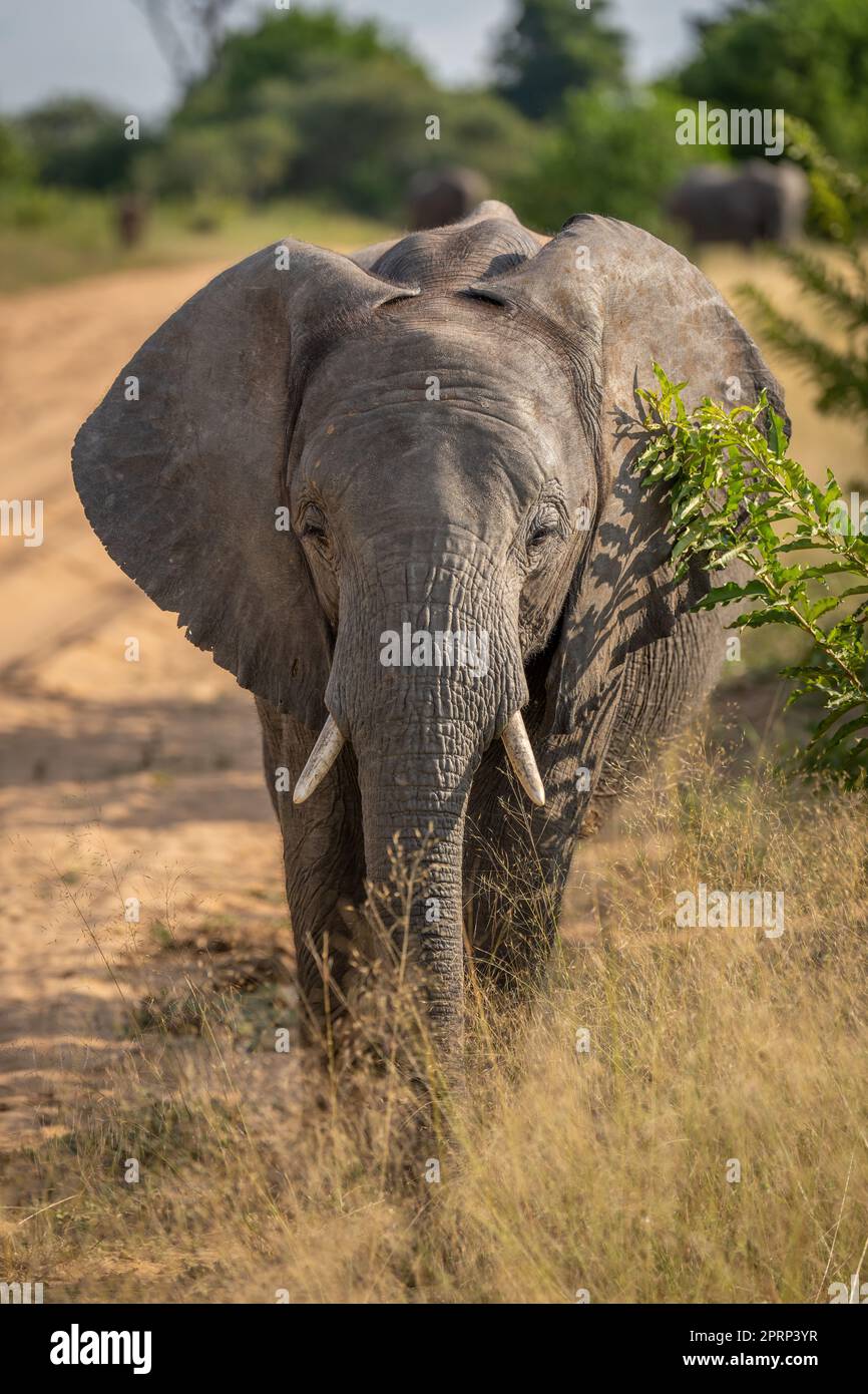 African bush elephant by track facing camera Stock Photo