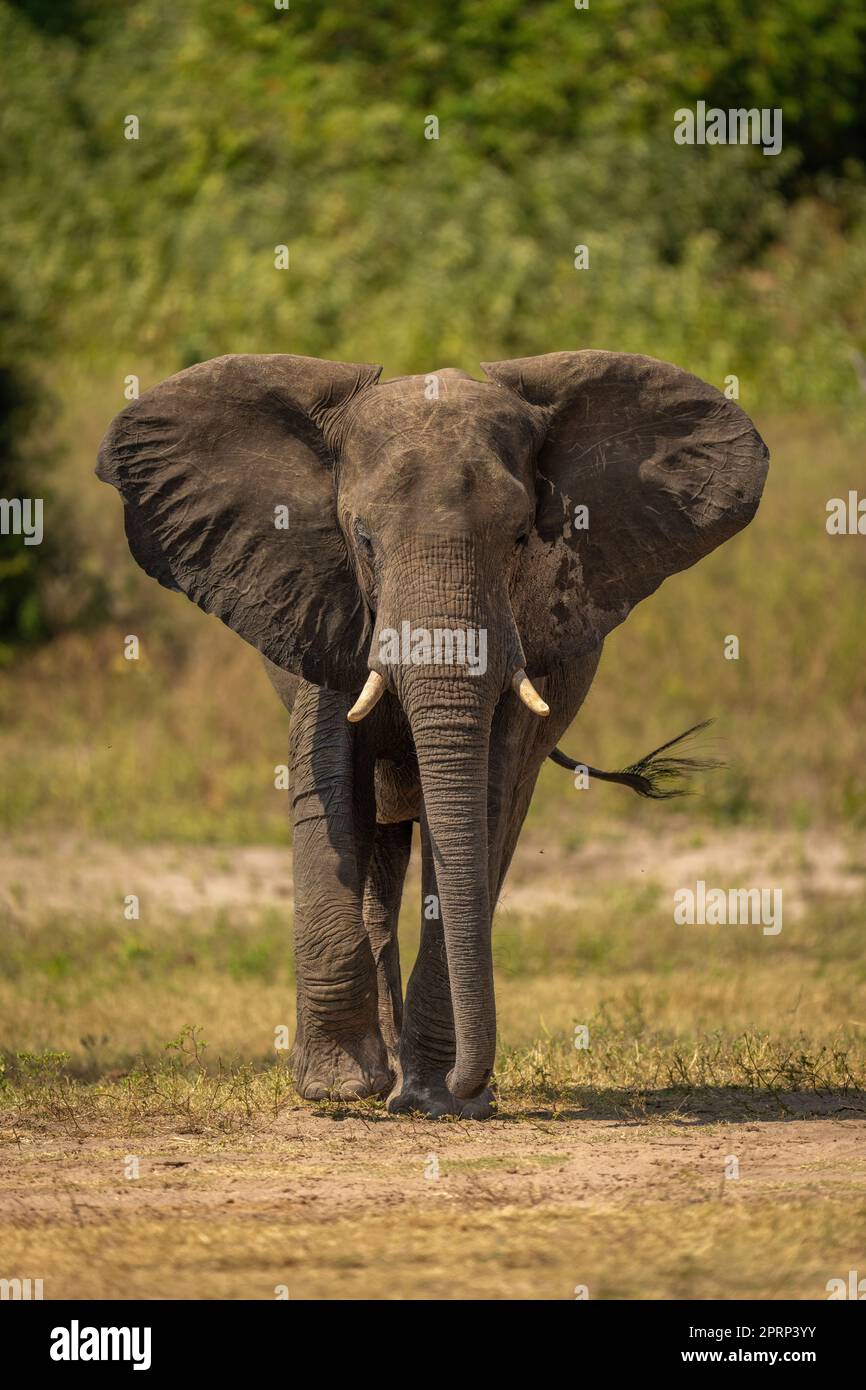 African bush elephant crosses grass flapping ears Stock Photo Alamy