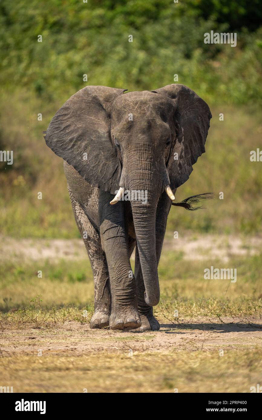 African bush elephant crosses grass in sunshine Stock Photo - Alamy