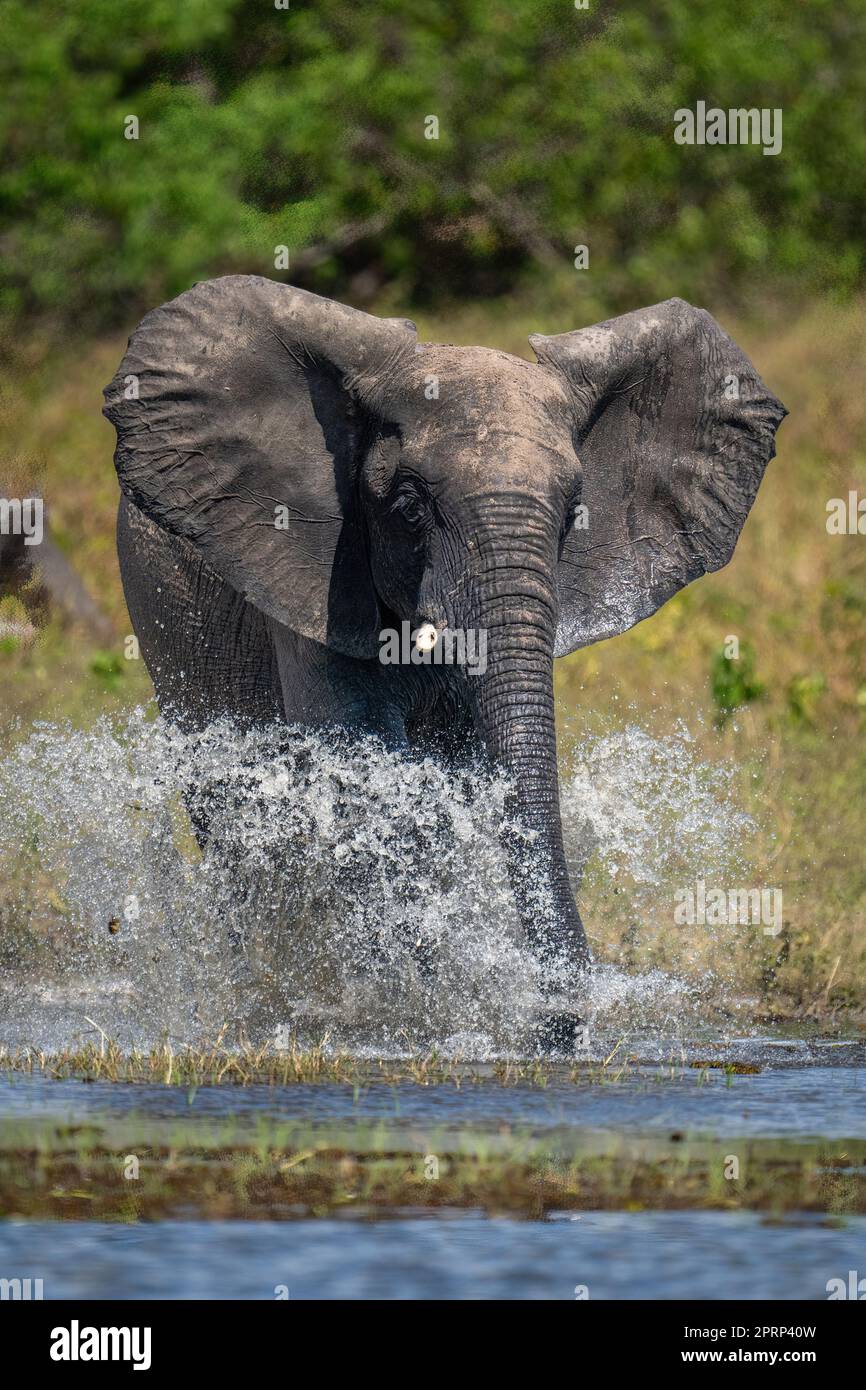 African bush elephant splashes through shallow river Stock Photo - Alamy
