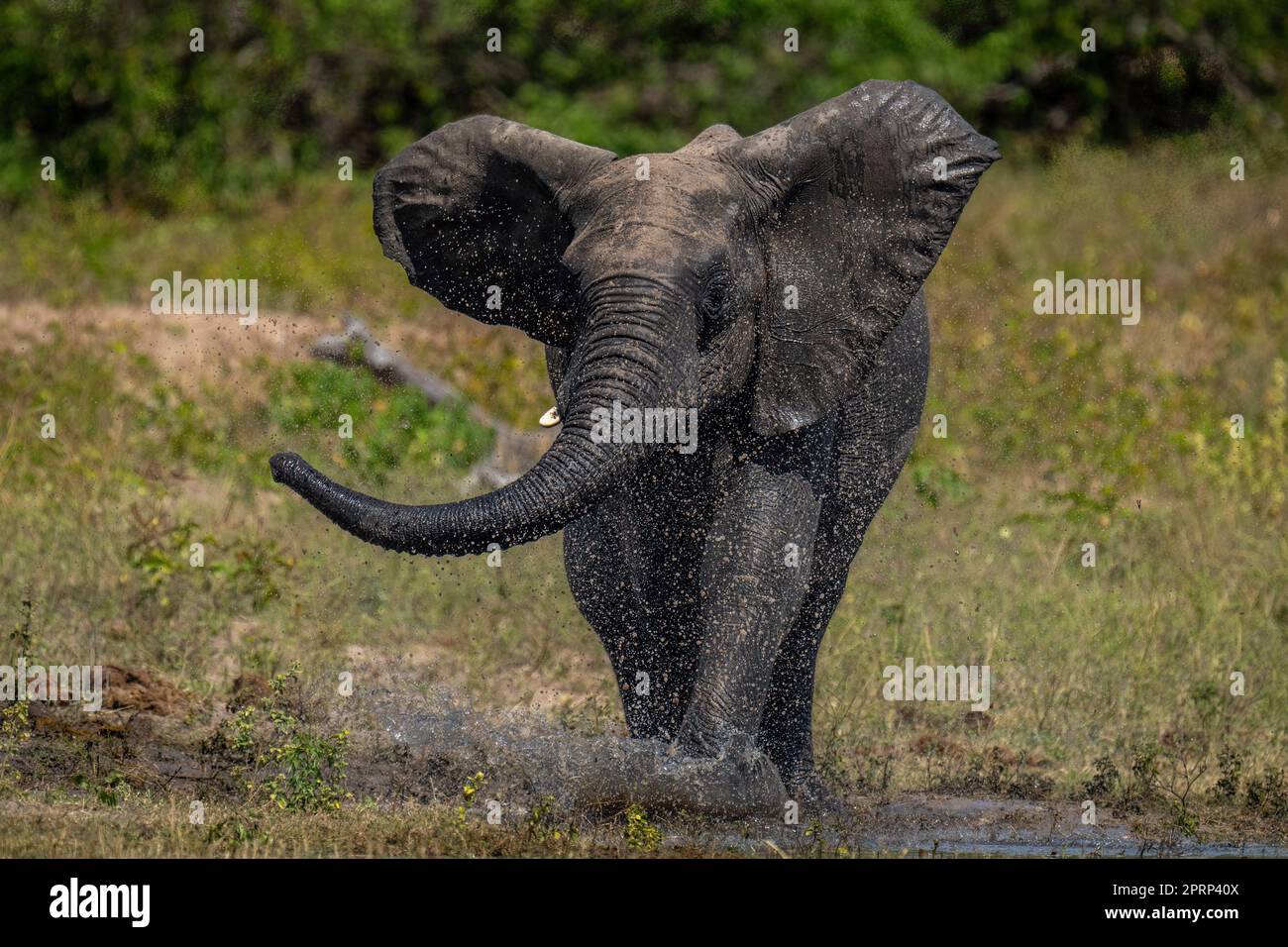 African bush elephant splashes through shallow water Stock Photo - Alamy