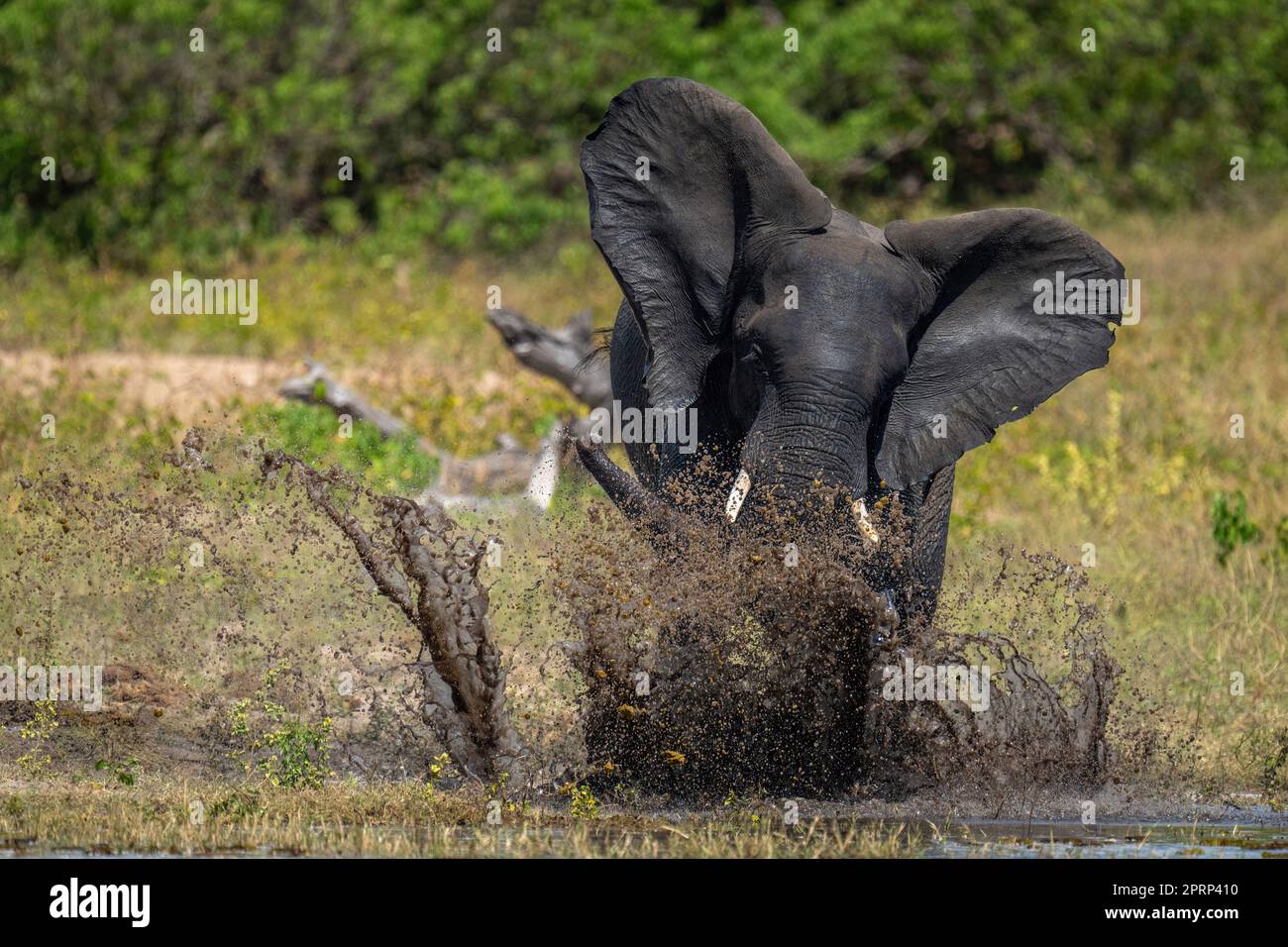 African bush elephant splashes around in river Stock Photo - Alamy
