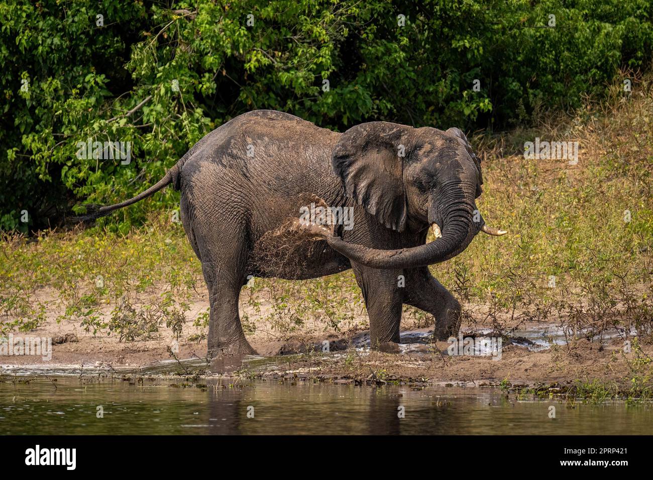 African bush elephant squirts mud on riverbank Stock Photo