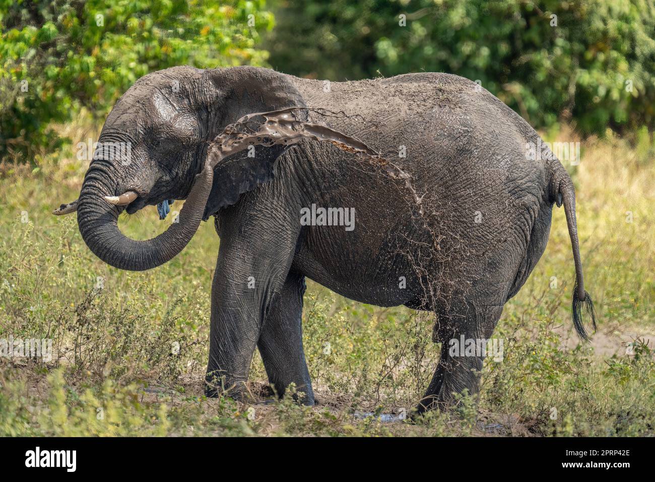 African bush elephant squirts mud over side Stock Photo