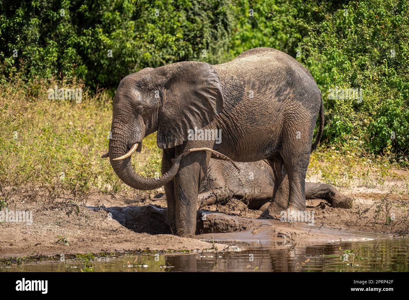 African bush elephant squirts mud over leg Stock Photo