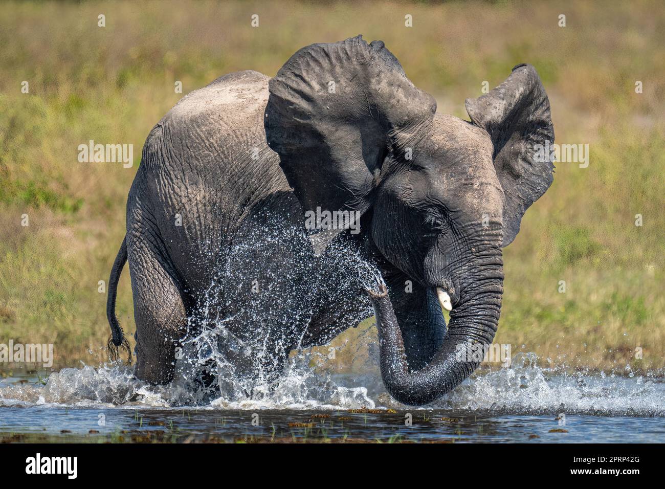 African bush elephant squirts water over itself Stock Photo