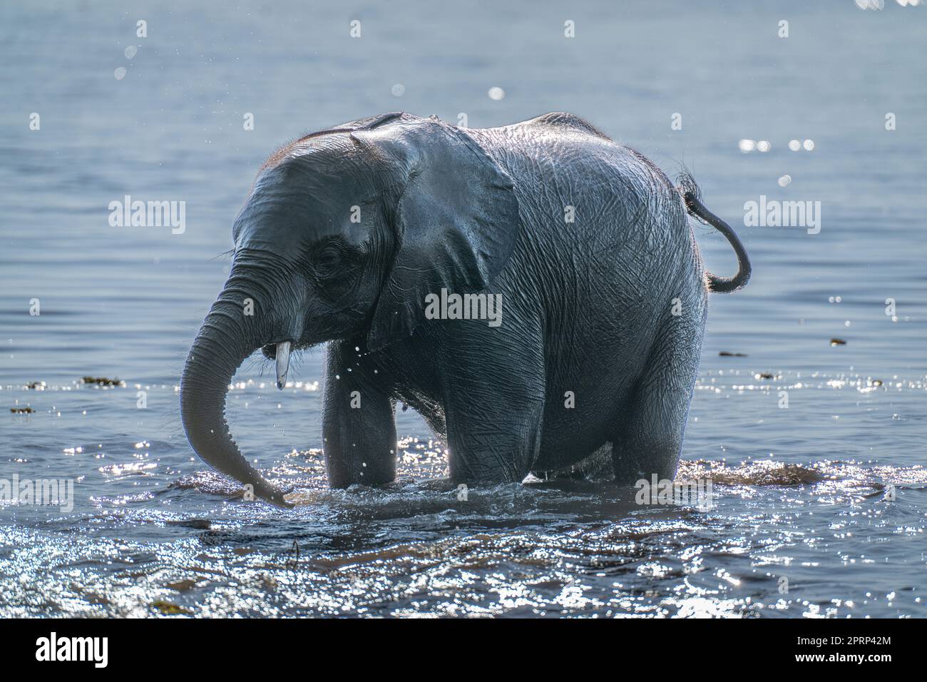 African bush elephant stands backlit in river Stock Photo - Alamy