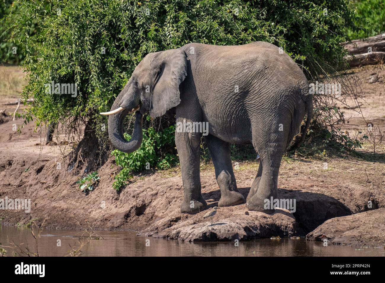 African bush elephant standing on riverbank drinking Stock Photo - Alamy