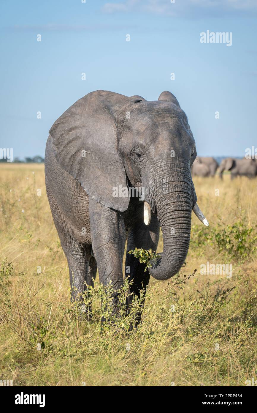 African bush elephant stands eating in savannah Stock Photo - Alamy
