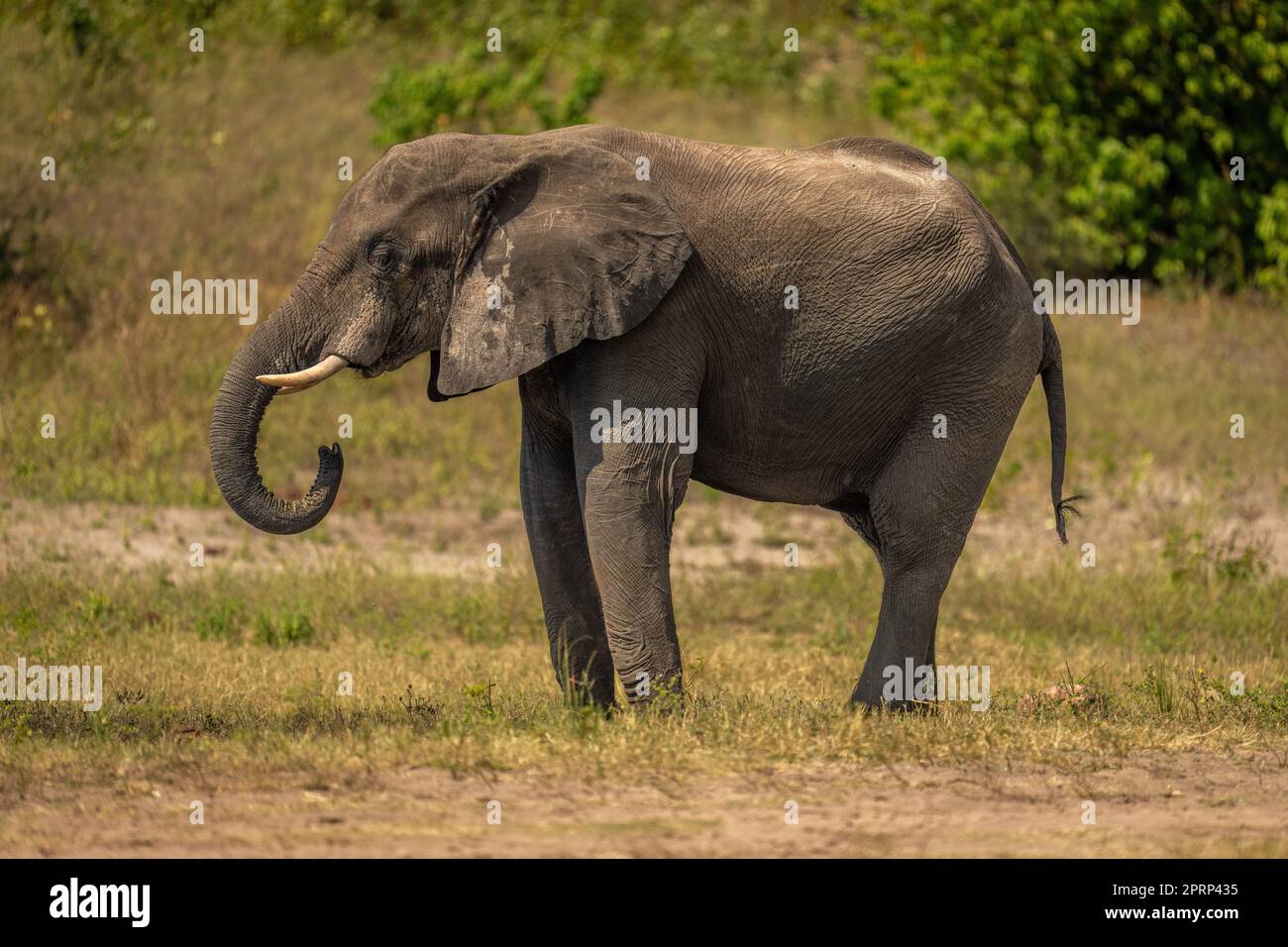 African bush elephant stands drinking on riverbank Stock Photo - Alamy