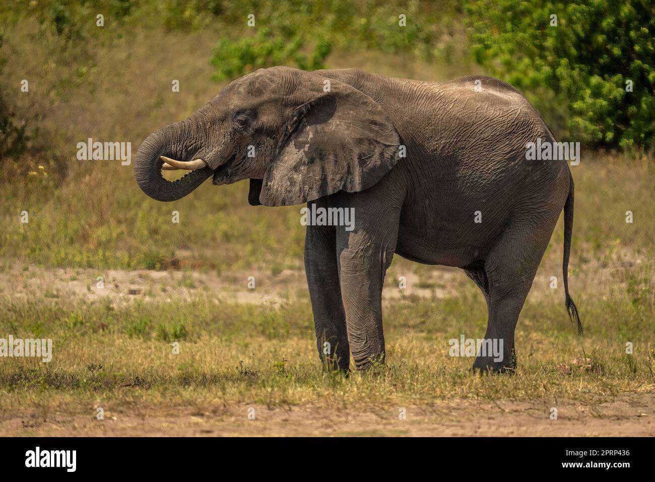 African bush elephant stands drinking from river Stock Photo - Alamy