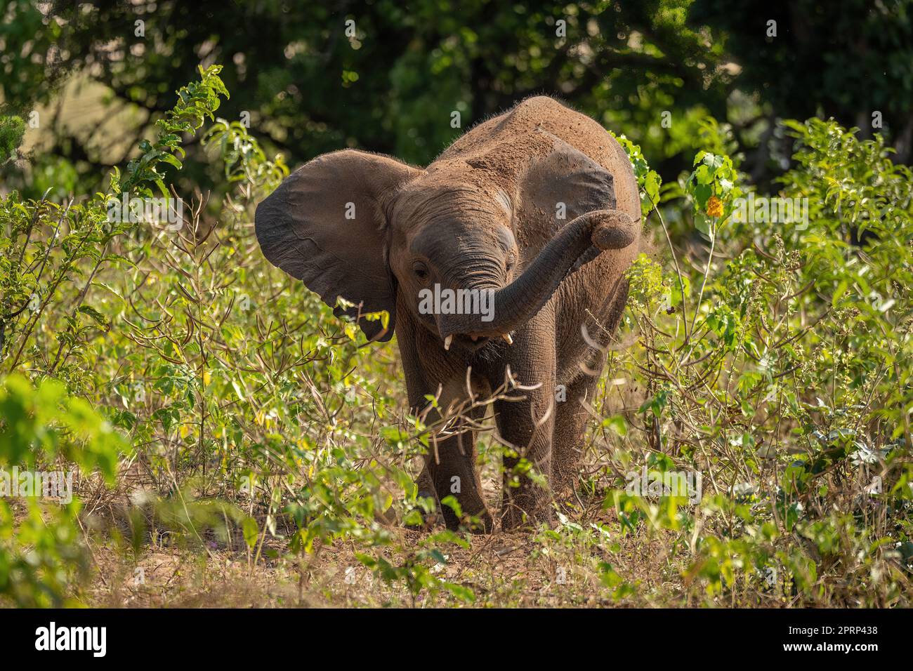 African bush elephant stands enjoying dust bath Stock Photo - Alamy
