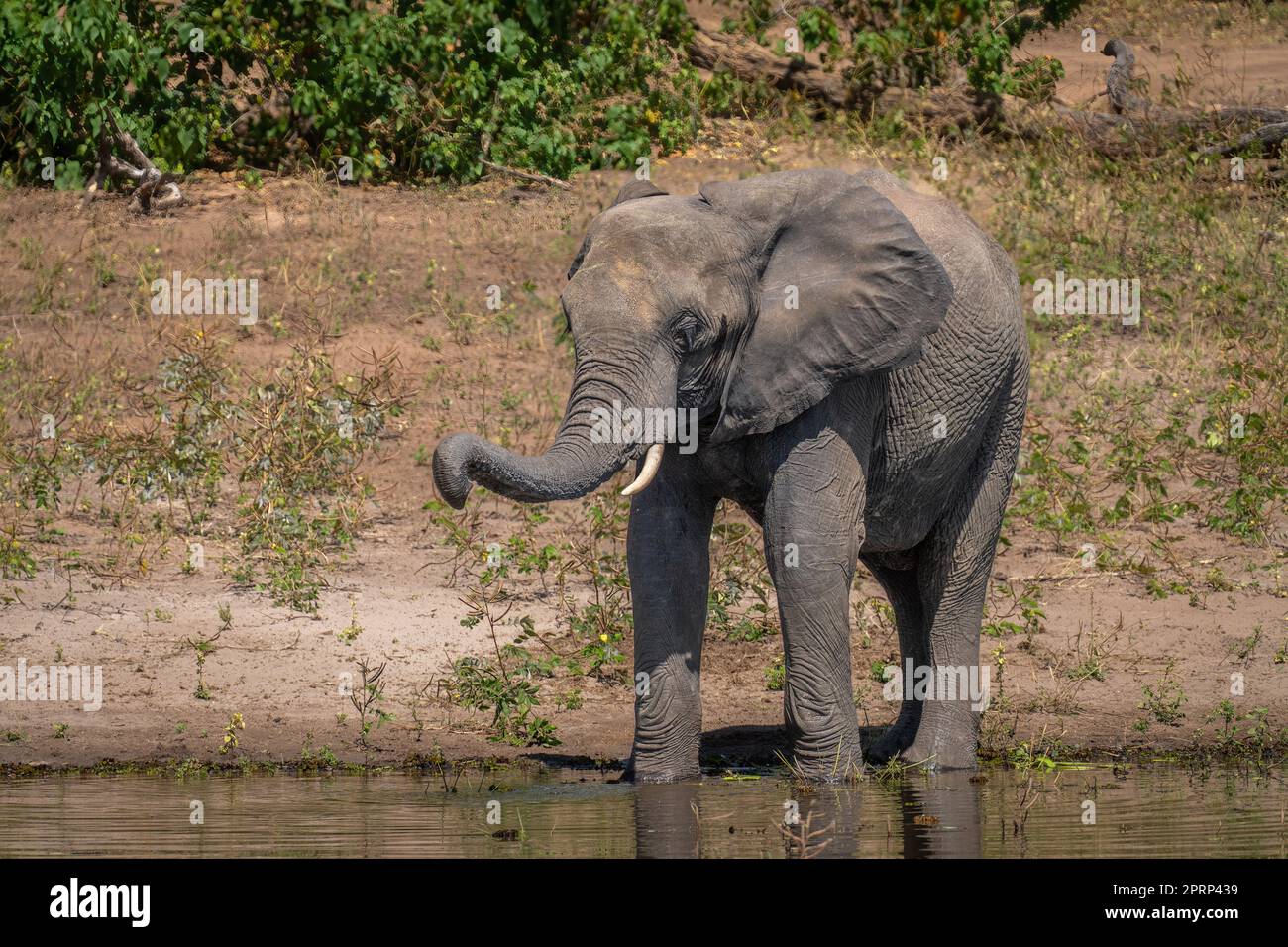 African bush elephant stands drinking in river Stock Photo - Alamy
