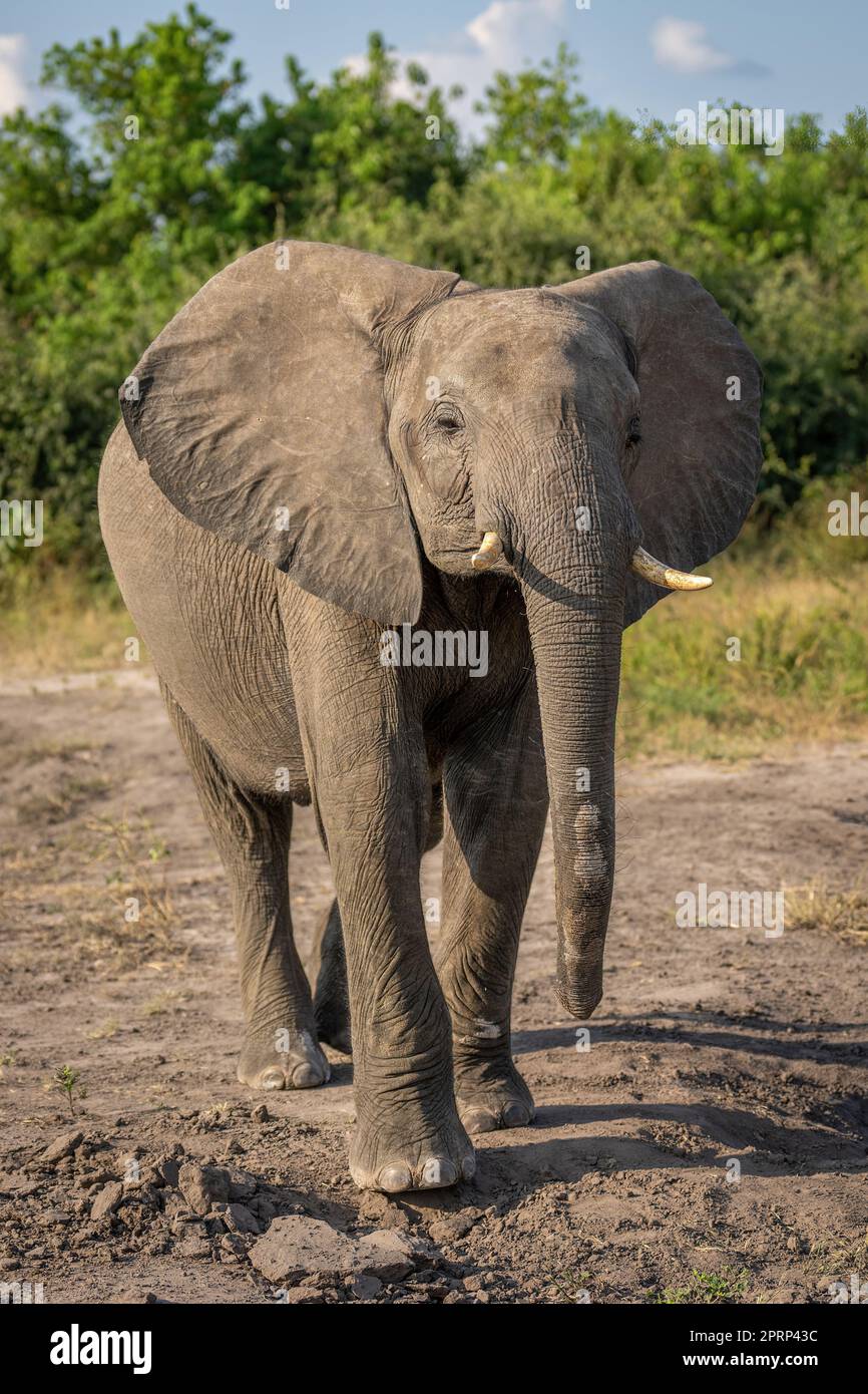 African bush elephant stands lifting head up Stock Photo - Alamy