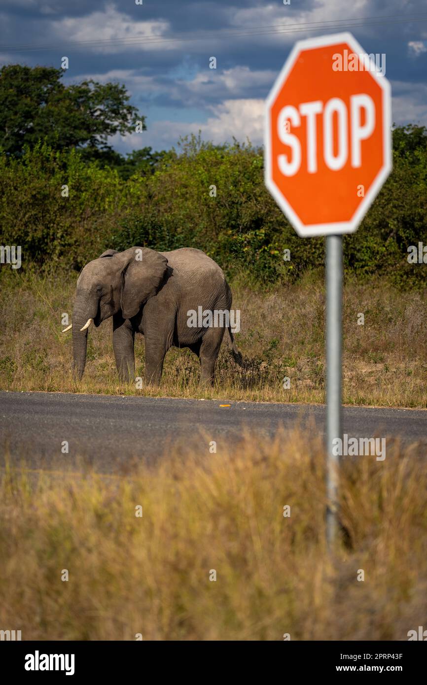 African bush elephant stands near stop sign Stock Photo Alamy