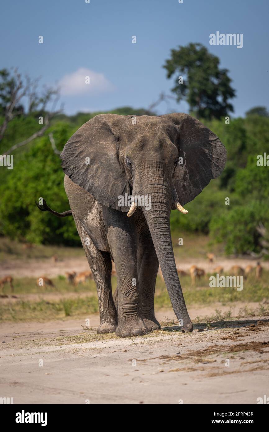 African bush elephant stands on sandy riverbank Stock Photo - Alamy