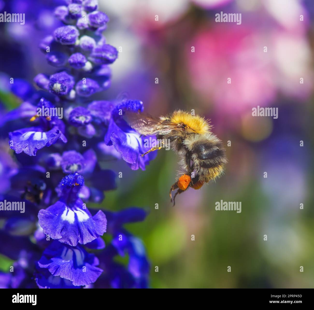 Common carder bee flying to a purple sage flower Stock Photo Alamy