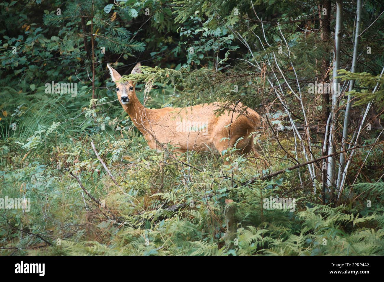 Deer in a clearing in front of the forest looking at the viewer. Wildlife observed Stock Photo