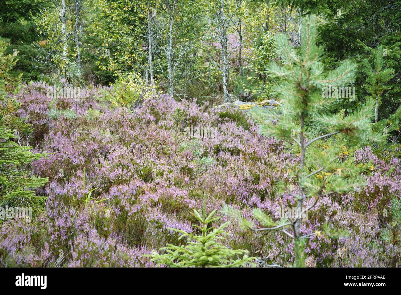 Heather field. Branches with fine filigree purple flowers. Dreamy in the sunlight Stock Photo
