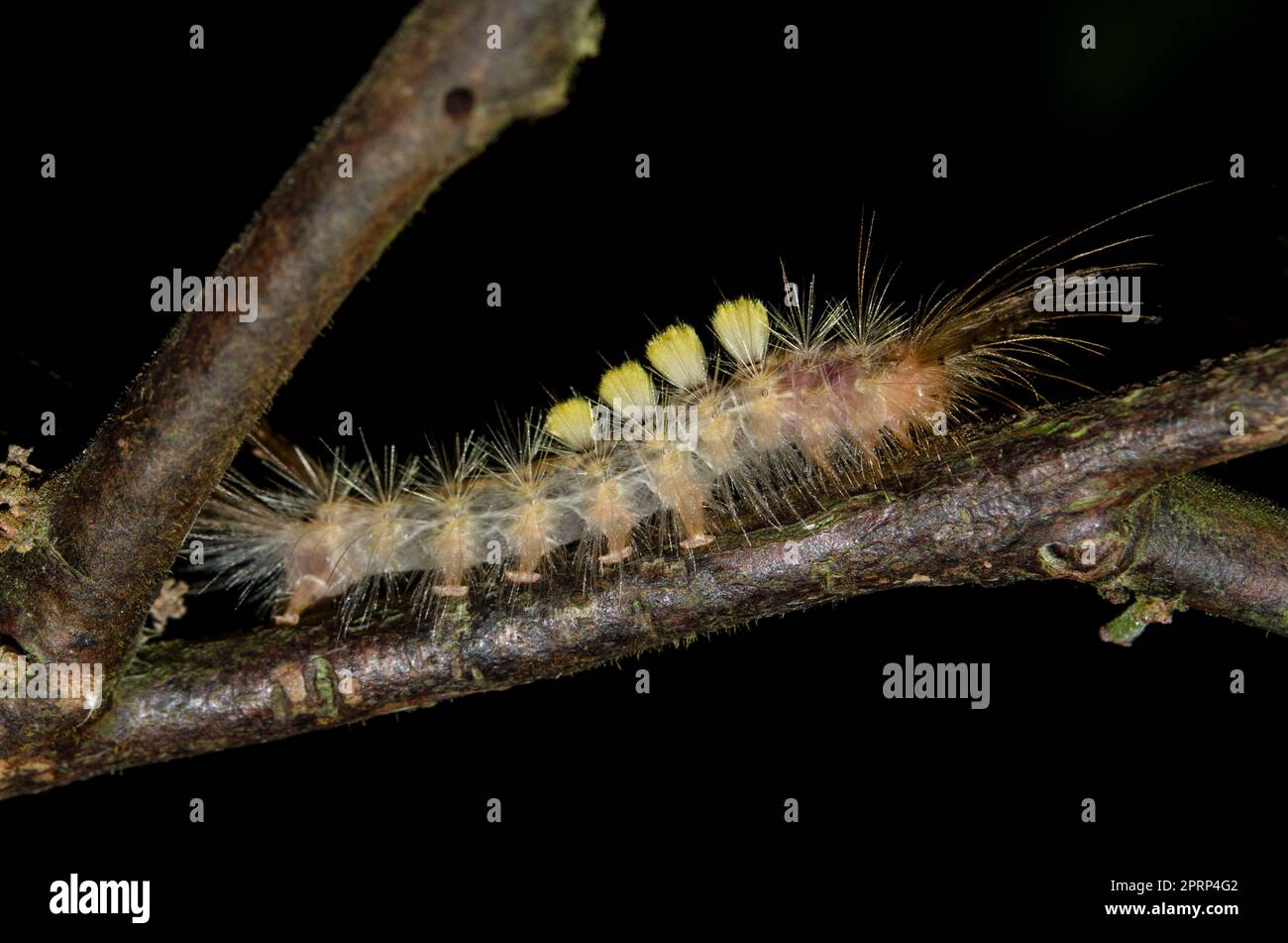 Tussock Moth Caterpillar, Lymantriidae Family, with long hairs for protection on, Klungkung, Bali, Indonesia Stock Photo