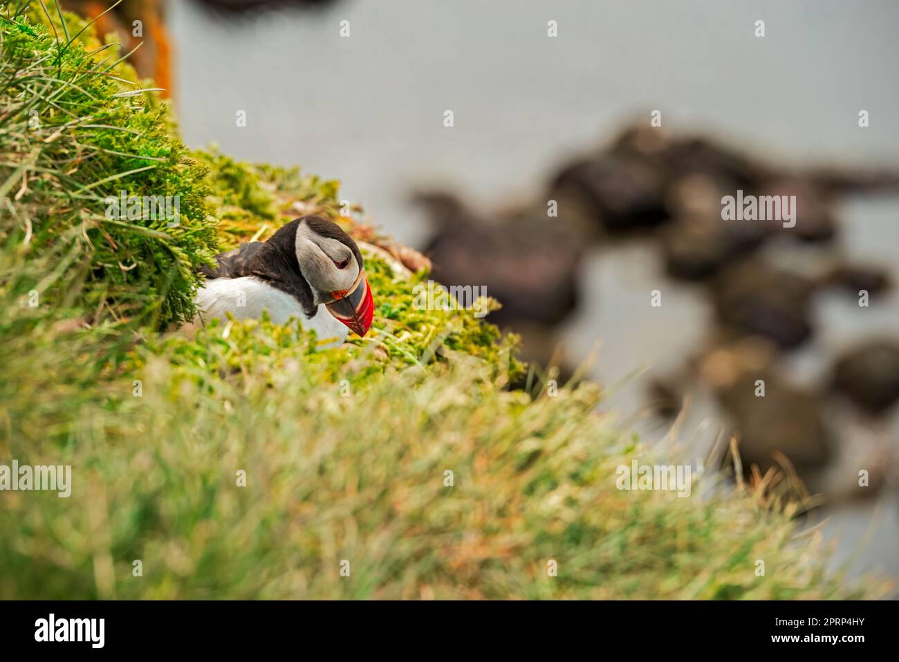 Atlantic puffin standing on cliff in nature in West Fjords in ... Biology Diagrams