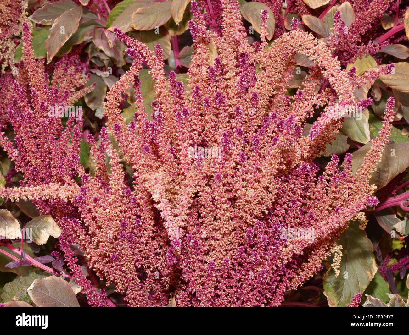 Spike-paniculate inflorescences of Amaranth (Latin. Amaranthus) or Schiritsa Stock Photo