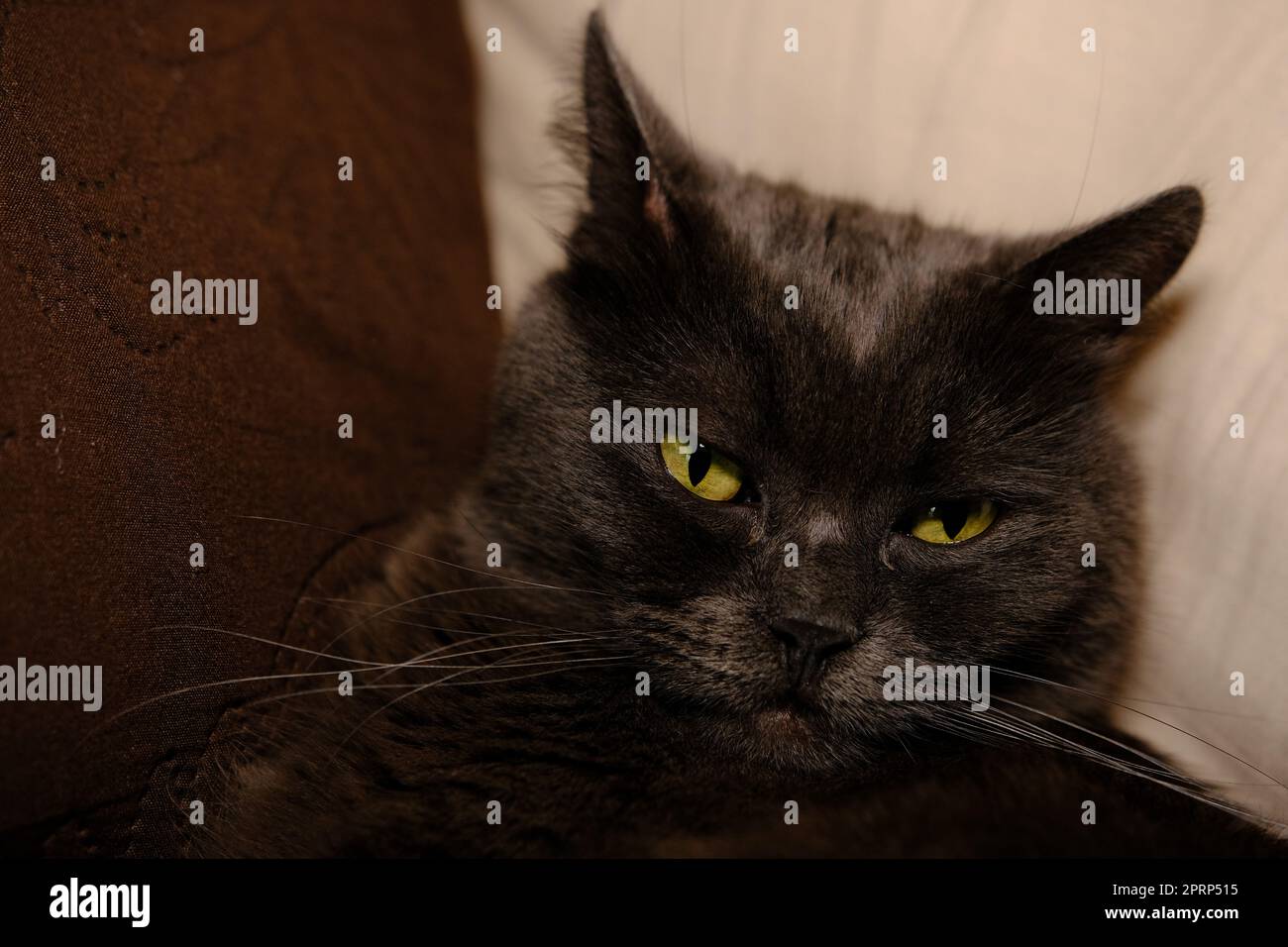 Sleepy gray cat stretched his paws forward. Domestic lazy kitty with half-closed green eyes is lying on sofa. Stock Photo