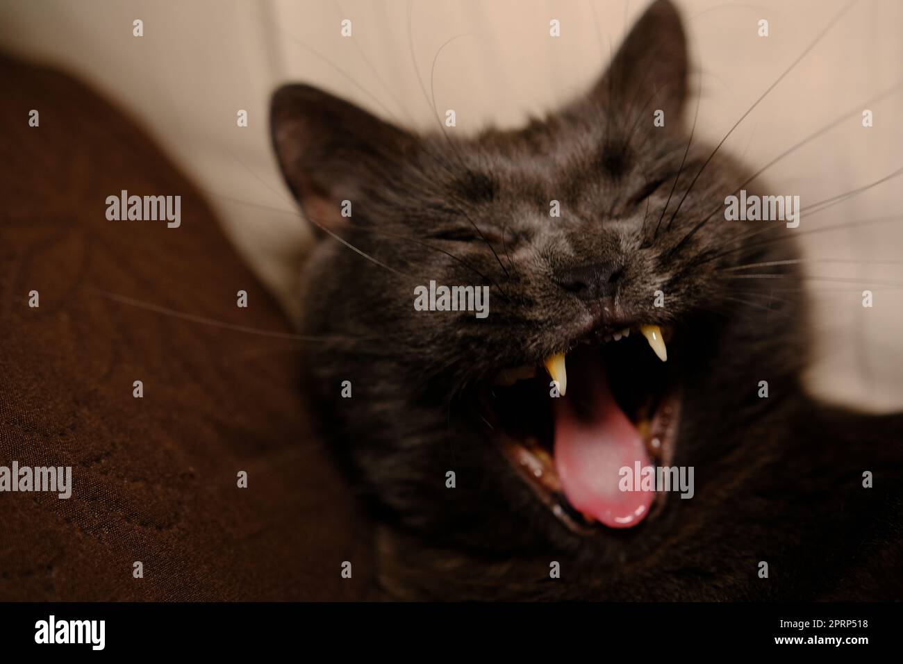 Lazy grey beauty british shorthair cat on cozy sofa. cat yawns. Cat