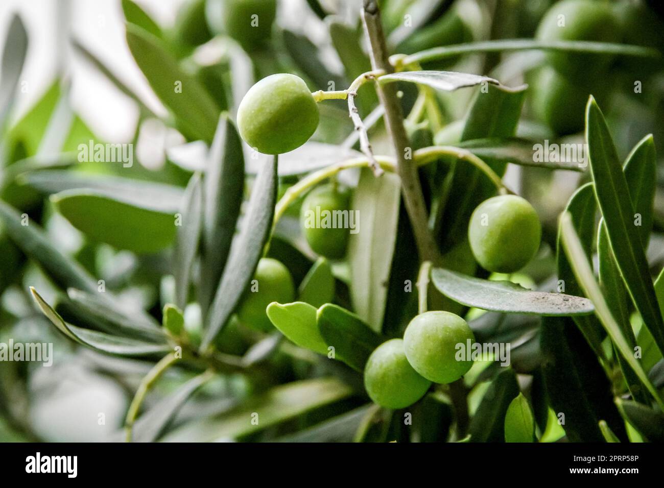Olive branch closeup view Stock Photo - Alamy