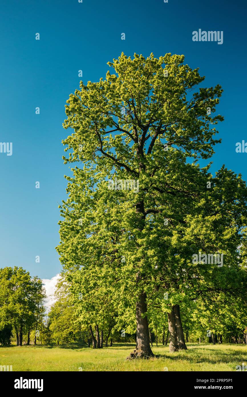 Tall Oak Trees With Young Spring Foliage Leaves. Spring Woods In Deciduous Forest Park
