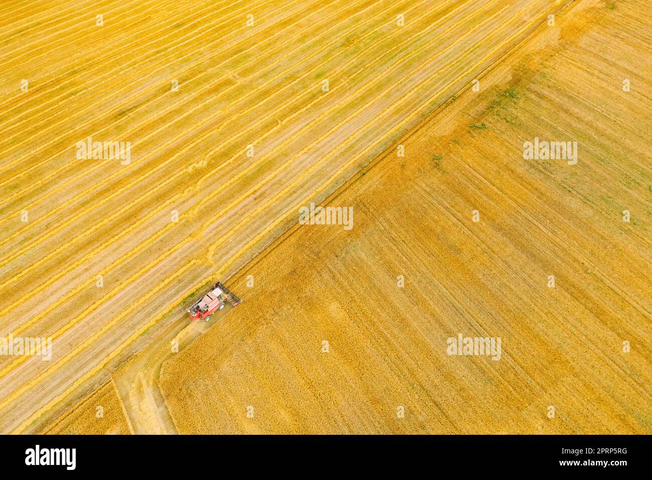 Aerial View Combine Harvester Working In Field. Harvesting Of Wheat In Summer Season. Agricultural Machines Collecting Wheat Seeds Stock Photo