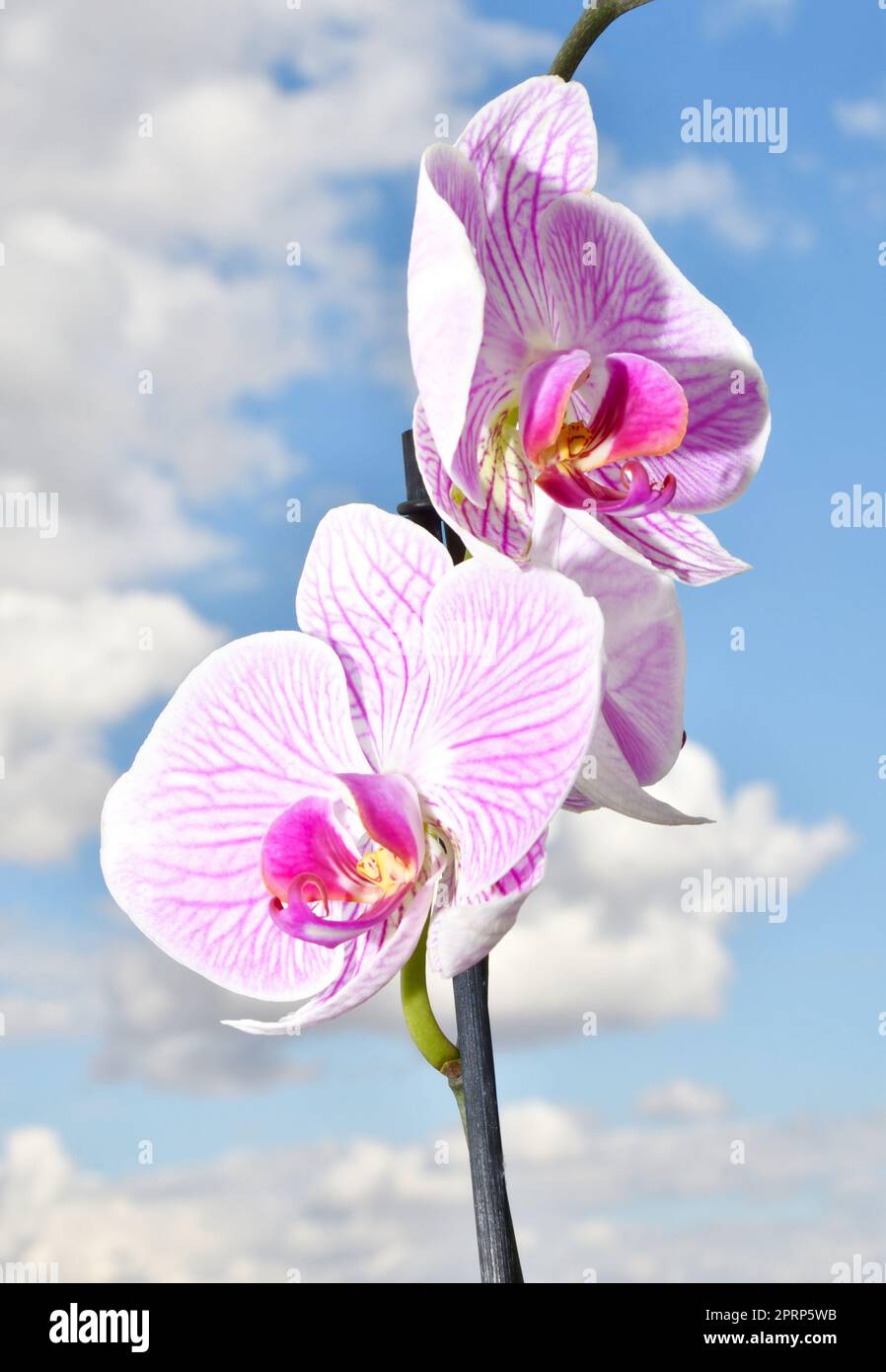 Labellum Color Phalaenopsis labellum hi-res stock photography and images - Alamy