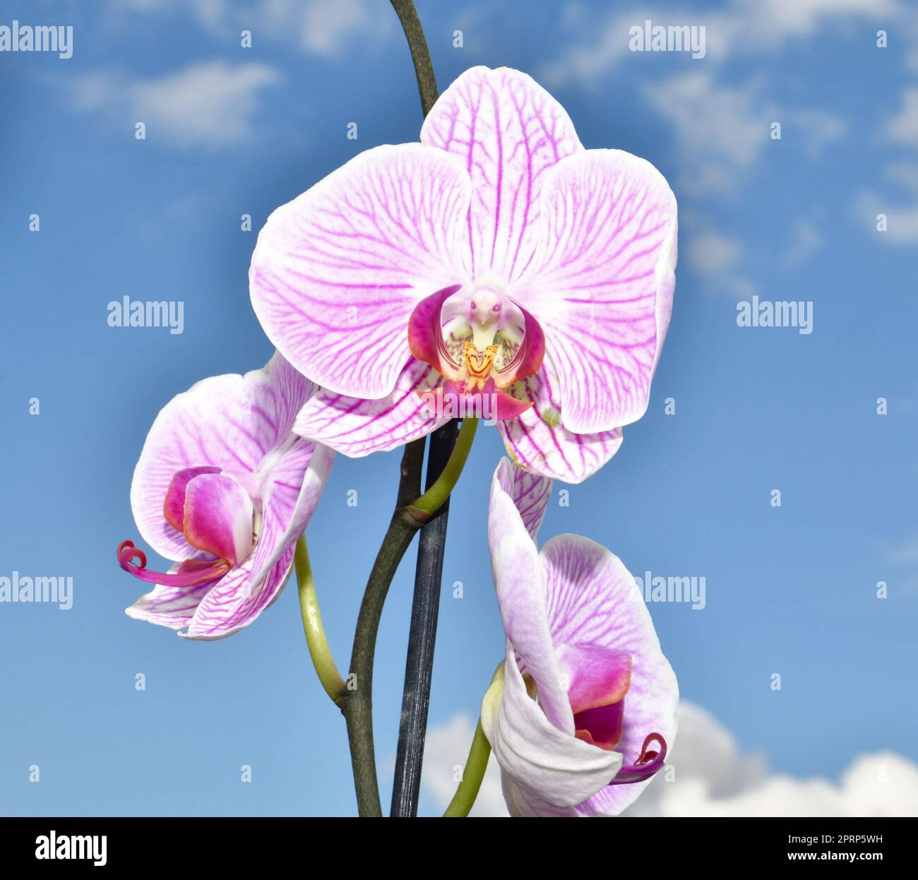 Labellum Color White labellum hi-res stock photography and images - Alamy