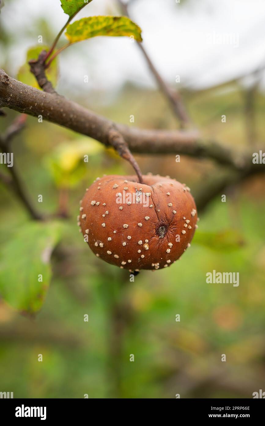 Sick branches of an apple tree, a rotten apple hangs on a tree. Deep autumn. Close-up, selective focus. Stock Photo